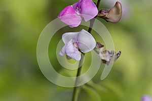 Flower of a hyacinth bean, Lablab purpureus