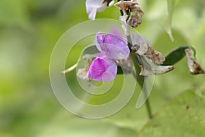 Flower of a hyacinth bean, Lablab purpureus