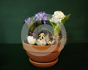 flower hyacinth clay pot eggs feather green background close-up easter spring