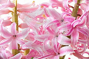 Flower hyacinth pink color close-up