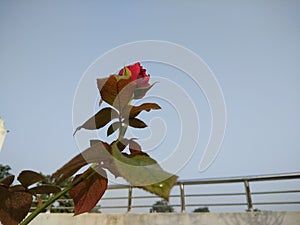 Flower, hybrid indian  rose flower