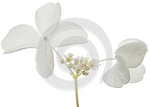 Flower of hydrangea closeup, lat. Hydrangea paniculata, isolated on white background