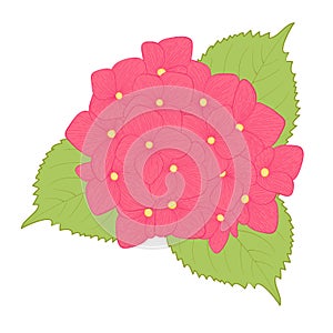 Flower hydrangea isolated on white background