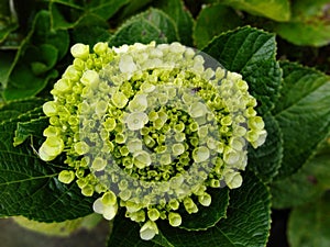 flower hydrangea macrophylla, hydrangea arborescens L