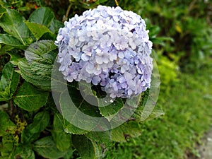 Flower hydrangea macrophylla, hydrangea arborescens L