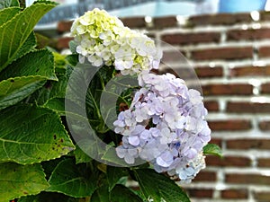 Flower hydrangea macrophylla, hydrangea arborescens L