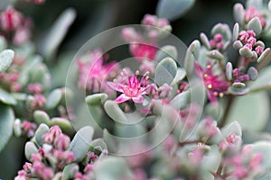 Flower of Hylotelephium sieboldii