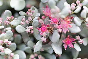 Flower of Hylotelephium sieboldii