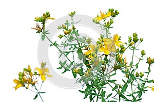Flower of Hypericum isolated on white