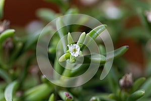 Flower of the iceplant Delosperma bosseranum