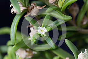 Flower of the iceplant Delosperma bosseranum