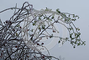 Flower icicles winter background