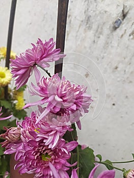 Beautiful flowers images