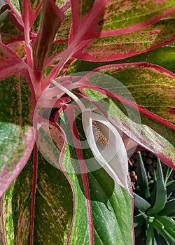 Flower imitating the female sex. Aglaonema Blossoms looking like female vaginal. Selective focus