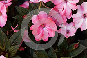 Flower of Impatiens walleriana photo