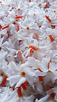 Flower from india called sheuli Phul