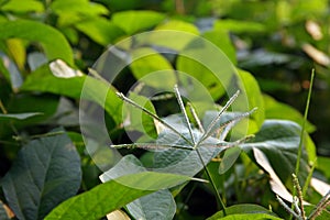 Flower of Indian goosegrass, annual grass agriculture field