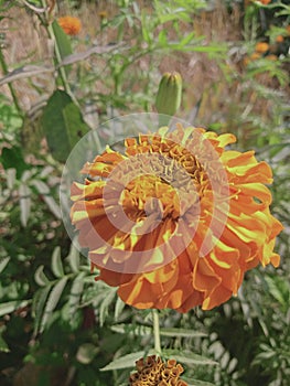Flower of indian marigold beautiful flower