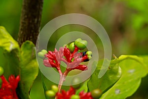 Flower of Indian snakeroot or devil pepper or Rauvolfia serpentina