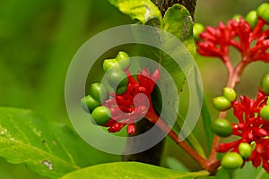 Flower of Indian snakeroot or devil pepper or Rauvolfia serpentina