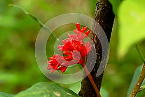 Flower of Indian snakeroot or devil pepper or Rauvolfia serpentina