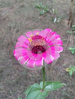 Flower in indonesia beatiful photo