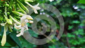 The flower of an Indonesians fruit photo