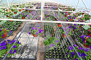 Flower industry and planting season. Group of different plants in pots cultivated in greenhouse, view from above