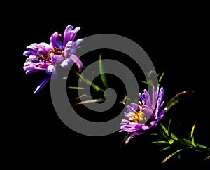 Flower; inflorescence