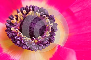 Flower inflorescence pistil closeup