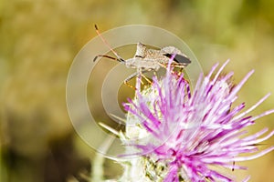 Flower with insect photo