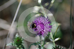 Flower with insect photographed in La Mola mountains Catalonia. Bages Catalunya