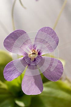 Flower insectivorous Pinguicula tina in close-up