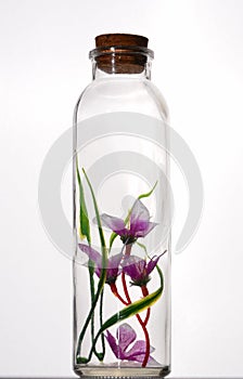 Flower inside the bottle