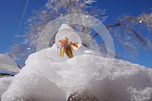 The flower inside the ice bubble