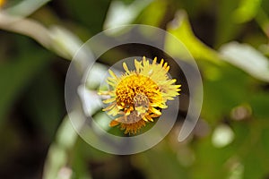 Flower of Inula oculus christi