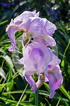 Flower Iris aka Cockerel, aka Irideae in garden. Pink Iris flower closeup
