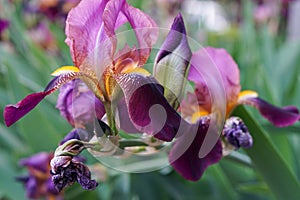 Flower iris close up