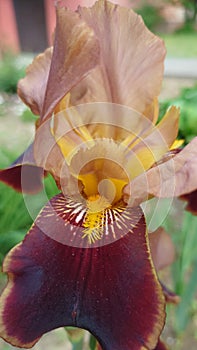 flower iris red