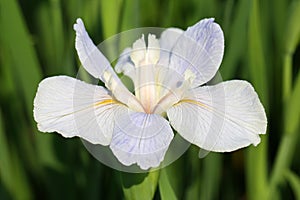 The flower of Iris tectorum