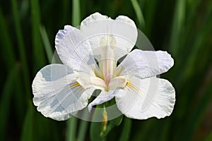 The flower of Iris tectorum