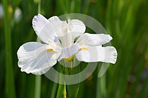 The flower of Iris tectorum