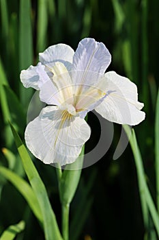 The flower of Iris tectorum