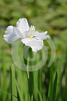 The flower of Iris tectorum