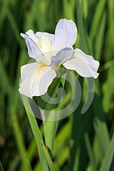 The flower of Iris tectorum