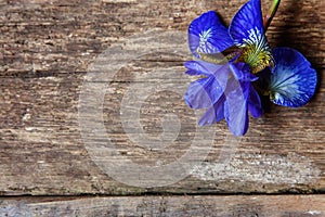 Flower of Iris on a wooden surface background