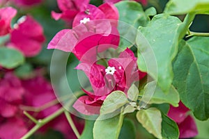 Flower on the island of Sao Miguel, Portugal