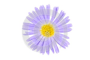Flower isoalted on white