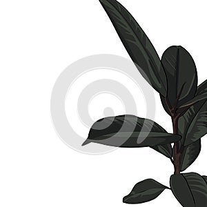 Dark tropical exotic ficus plant, elegant card template.