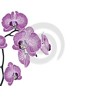Tropical exotic violet orchid flower branch, elegant card template.